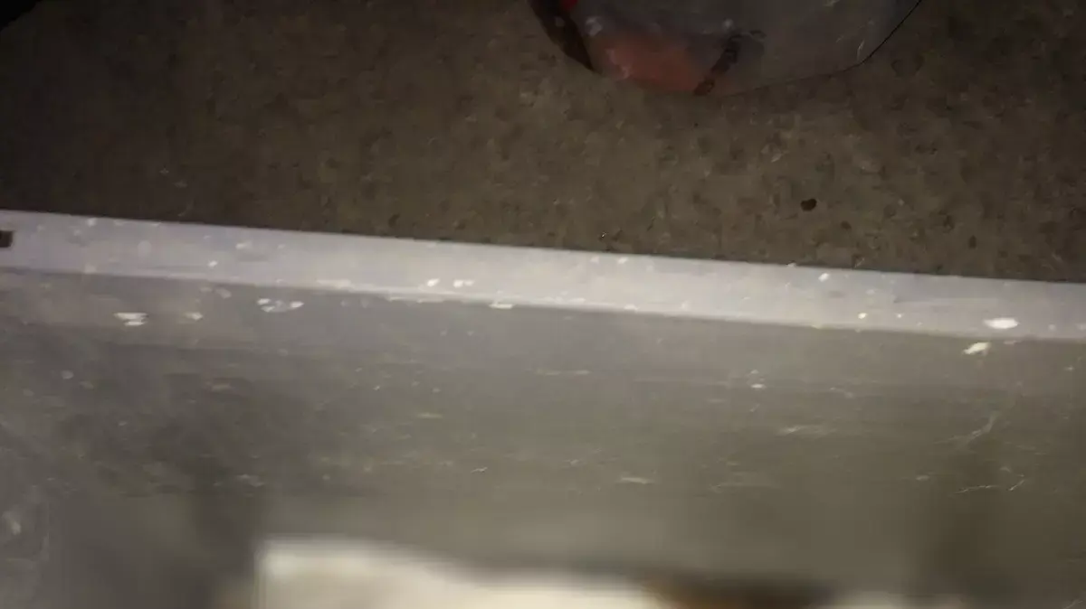 חתולים שמתו בעקבות רעל עכברים בנס ציונה חתולים שמתו בעקבות רעל עכברים בנס ציונה