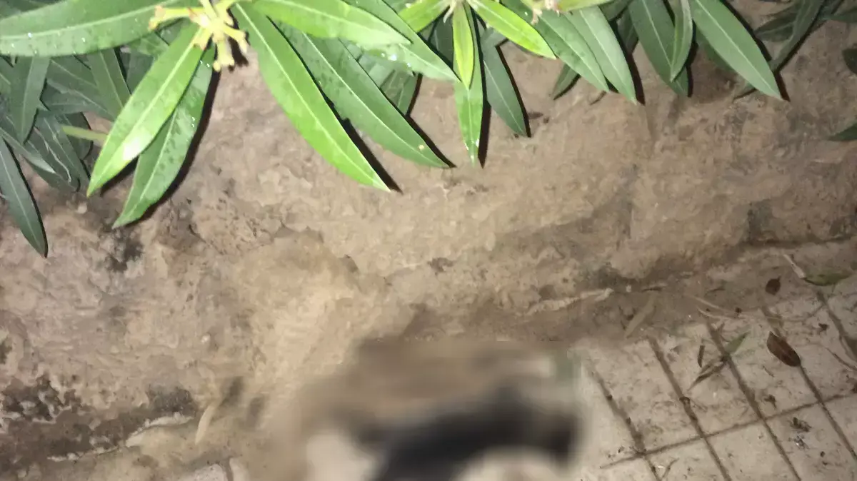חתולים שמתו בעקבות רעל עכברים בנס ציונה חתולים שמתו בעקבות רעל עכברים בנס ציונה
