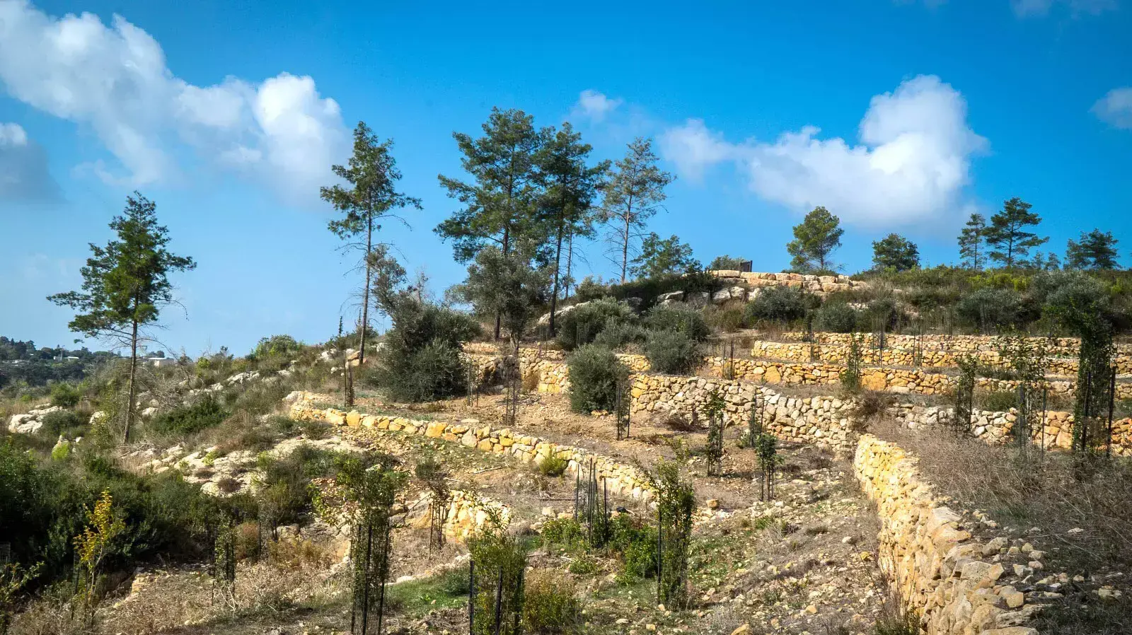 יערות הכרמל, חמש שנים לאחר אסון הכרמל. נובמבר 2015