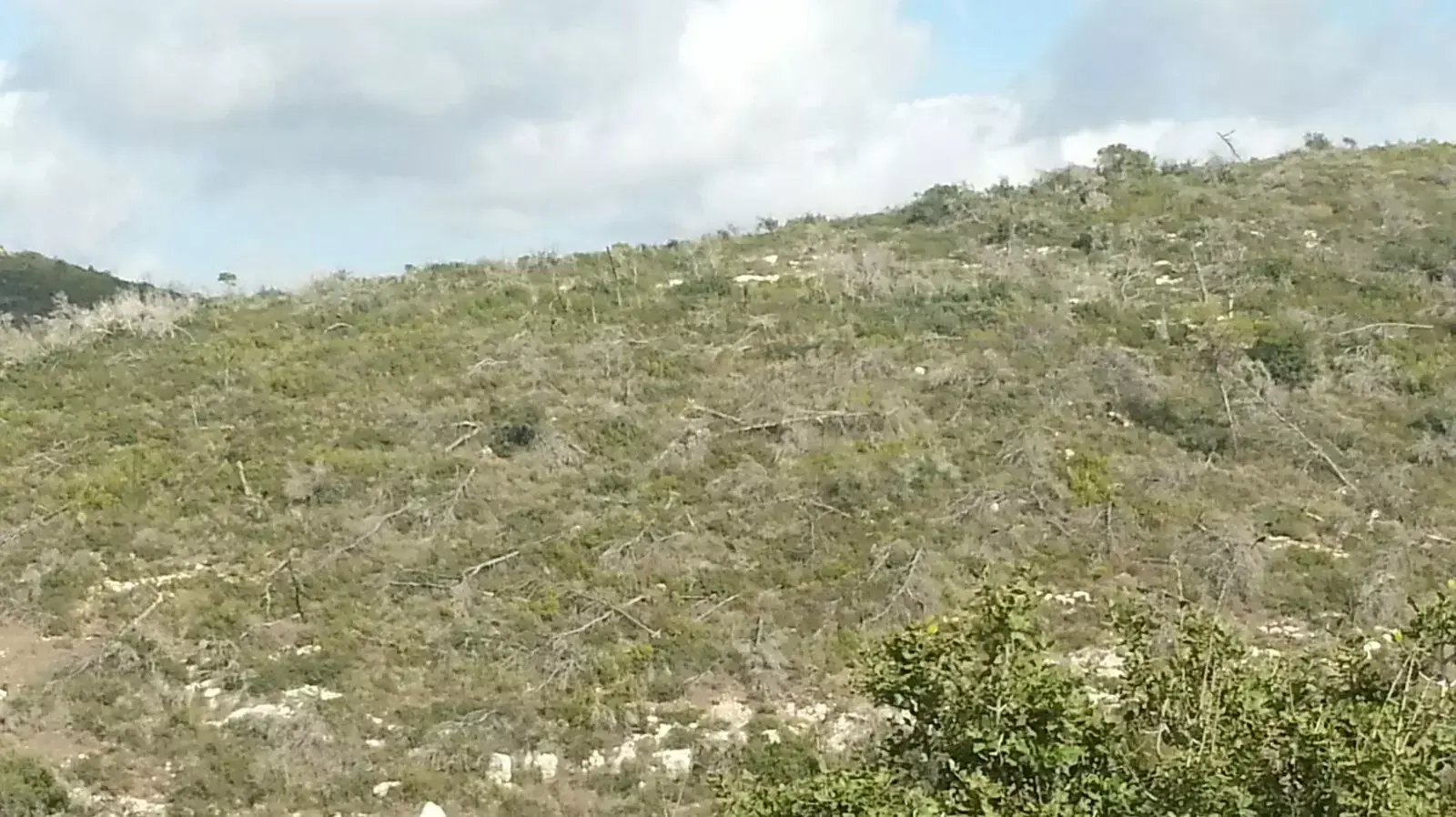 עצים שקרסו באסון הכרמל עצים שקרסו באסון הכרמל