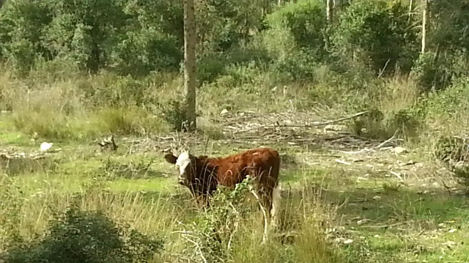 אסון הכרמל אסון הכרמל