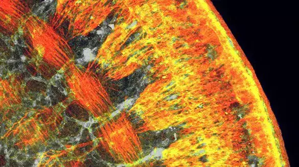 תאי עצב וכלי דם- 2015 FASEB BioArt Image תאי עצב וכלי דם- 2015 FASEB BioArt Image