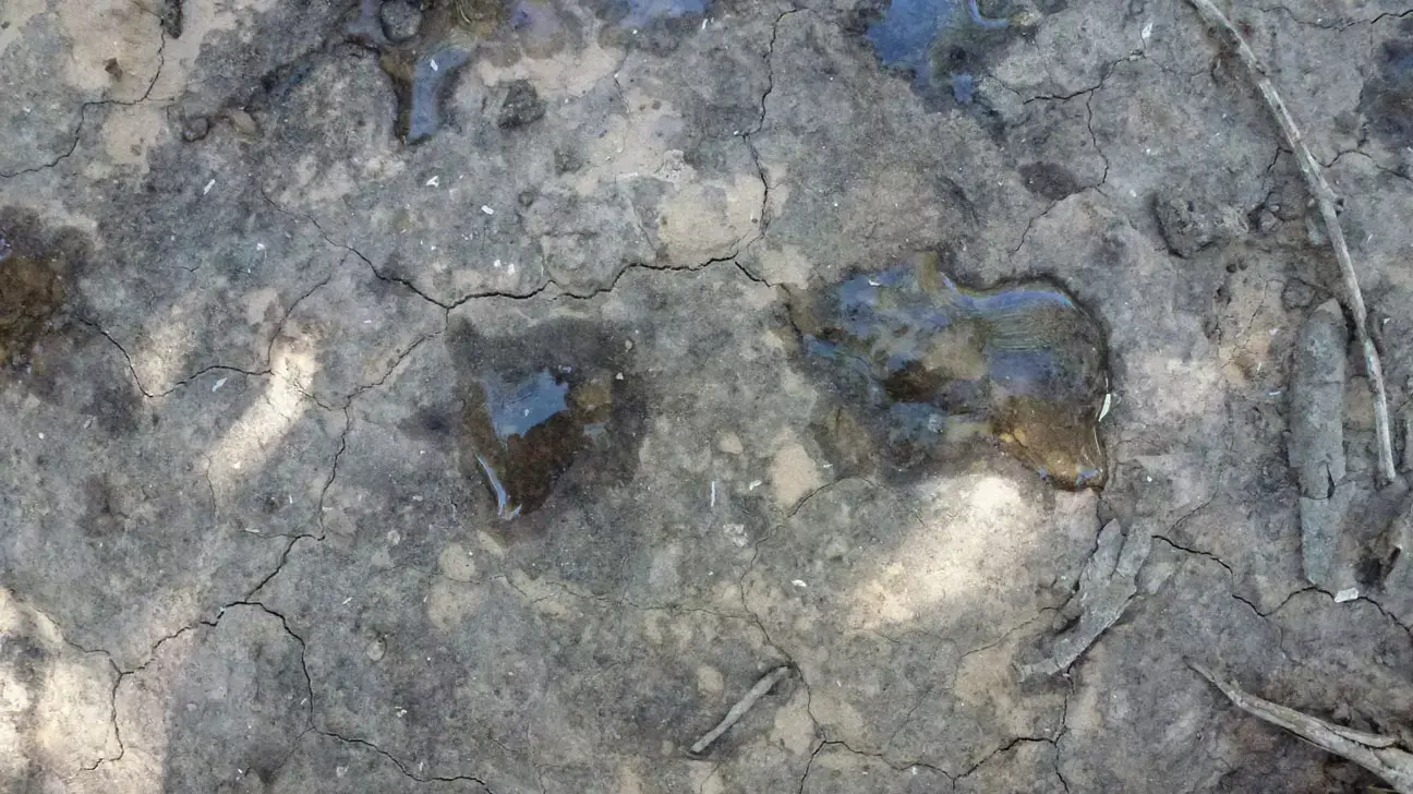 מים שלא מצליחים לחלחל לאדמה בגלל הידרופוביה של הקרקע הנגרמת מהעקר מים שלא מצליחים לחלחל לאדמה בגלל הידרופוביה של הקרקע הנגרמת מהעקר