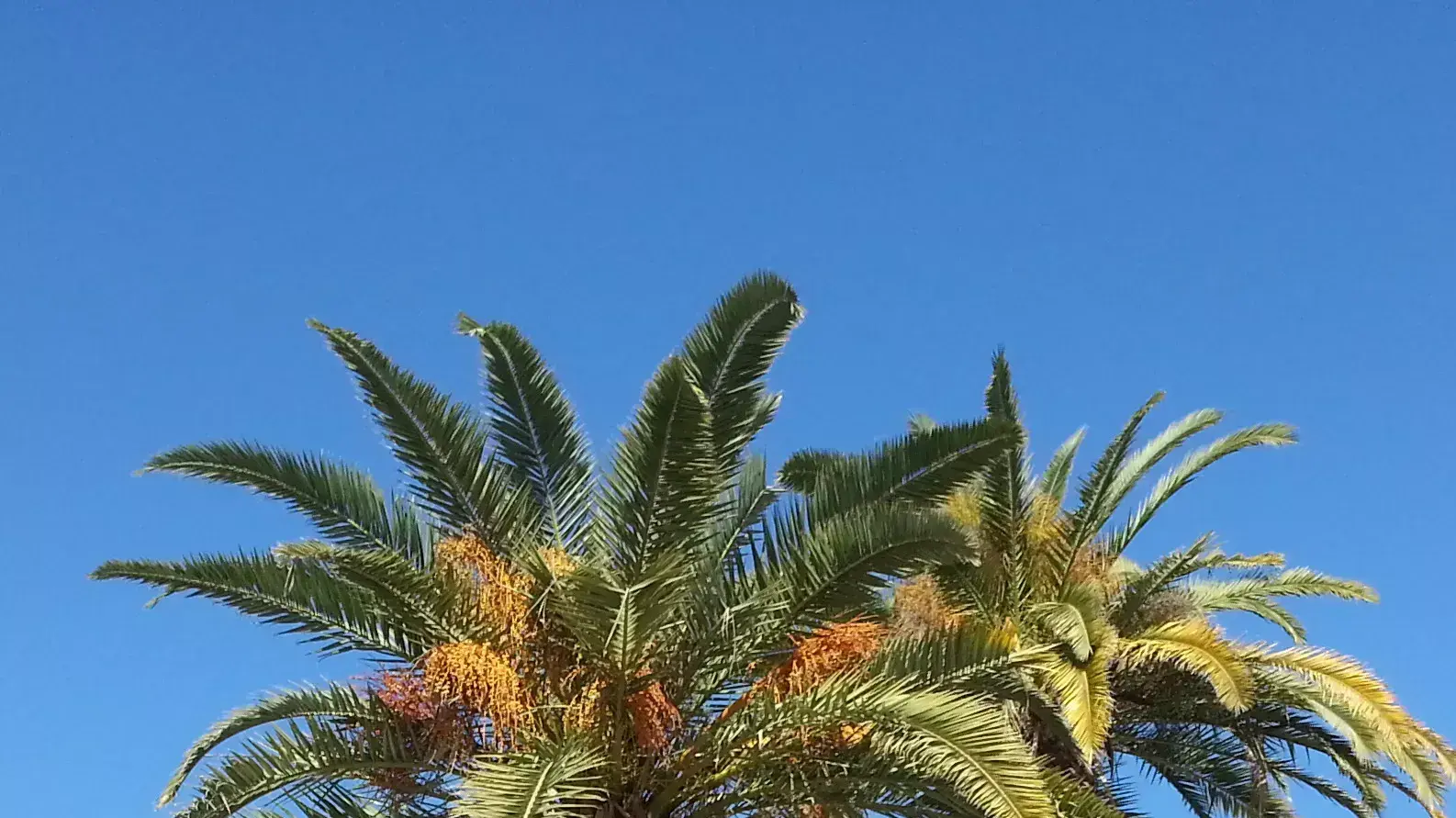 עצי תמר כנרי במלוא הדרם עצי תמר כנרי במלוא הדרם