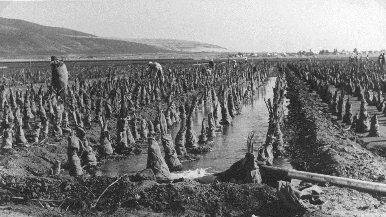חוטרי התמרים במשתלה בעמק המעיינות בשנת 1955. המבצע החשאי להברחת 75 אלף חוטרי התמר מעיראק לישראל חוטרי התמרים במשתלה בעמק המעיינות בשנת 1955. המבצע החשאי להברחת 75 אלף חוטרי התמר מעיראק לישראל