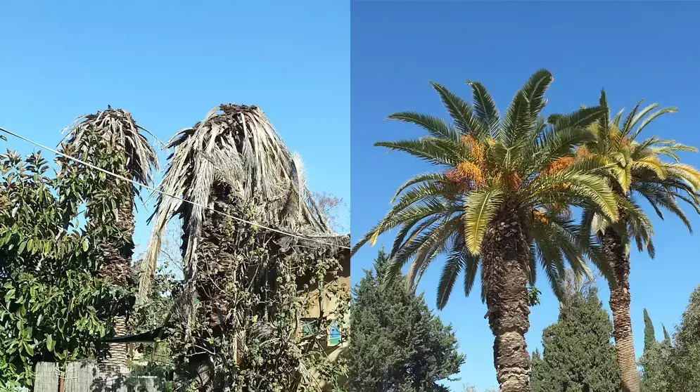 עצי תמר כנרי לפני ואחרי נזקי חדקונית הדקל עצי תמר כנרי לפני ואחרי נזקי חדקונית הדקל