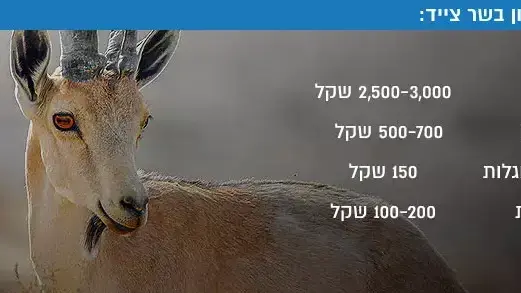 אינפו מחירון בשר ציד: אינפו מחירון בשר ציד: