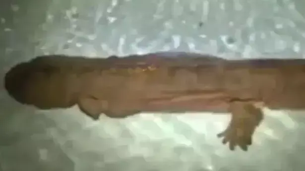 סלמנדרת ענק סלמנדרת ענק