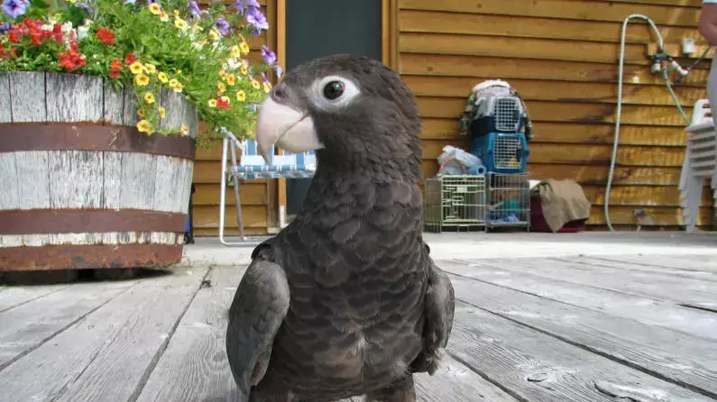 תוכי משתמש בכלים