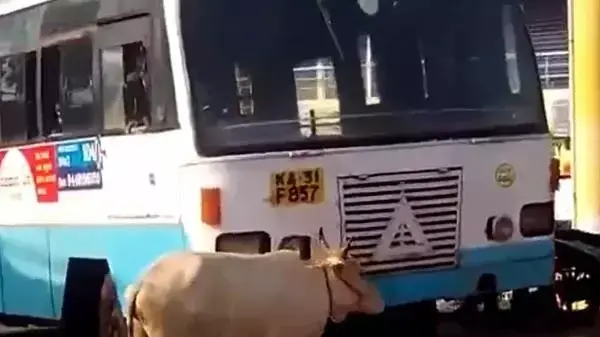 פרה חוסמת אוטובוס