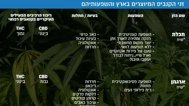 זני הקנביס המיוצרים בארץ והשפעותיהם זני הקנביס המיוצרים בארץ והשפעותיהם