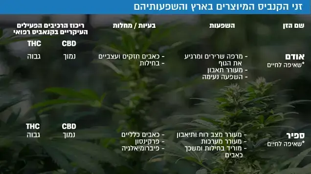 זני הקנביס המיוצרים בארץ והשפעותיהם זני הקנביס המיוצרים בארץ והשפעותיהם