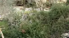 מבצעי הפיגוע בירושלים: עיסא עסאף וענאן אבו חסנה, תושבי מחנה הפליטים קלנדיה