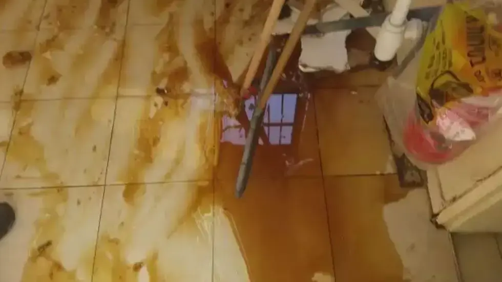 כוורת התגלתה בחדר מורים בבית ספר "נתיב מאיר" בבאר שבע