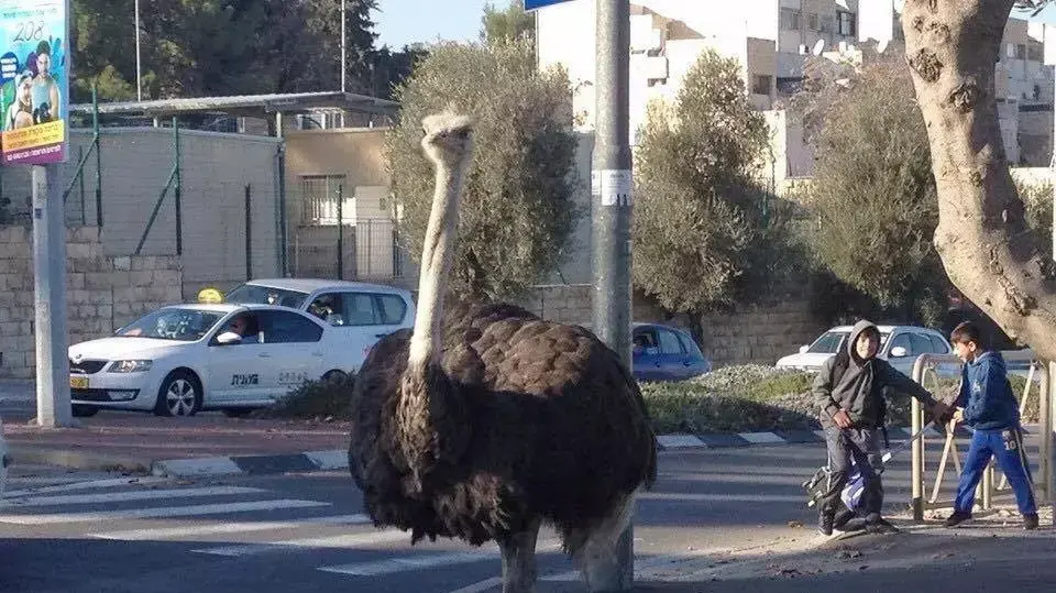 יען ברחובות שכונת גילה א', ירושלים. 27 בדצמבר 2015 יען ברחובות שכונת גילה א', ירושלים. 27 בדצמבר 2015