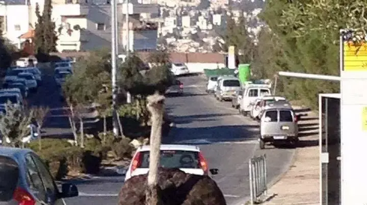 יען ברחובות שכונת גילה א', ירושלים. 27 בדצמבר 2015