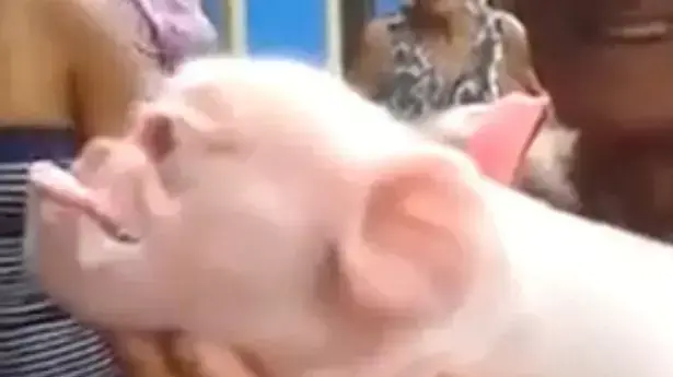 קוף-חזיר
