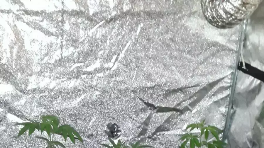 שתילי קנאביס שנתפסו בפשיטות על מעבדות הידרו שתילי קנאביס שנתפסו בפשיטות על מעבדות הידרו