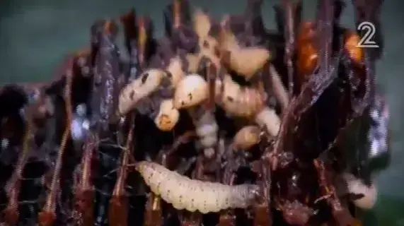 הישרדות הונדורס פרק 23 הישרדות הונדורס פרק 23