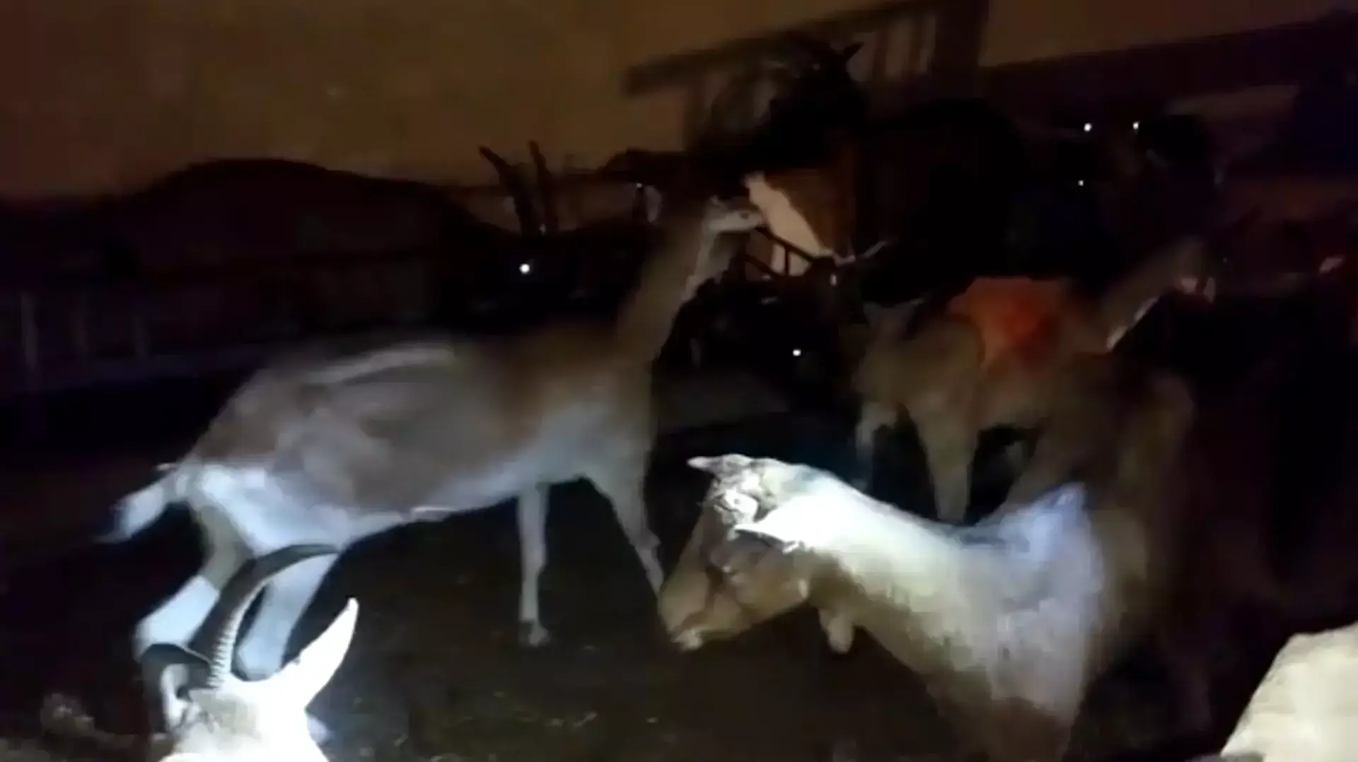 נעצרה החוליה שגנבה עשרות עזים בערבה: "סבלו מצער בעלי חיים אמיתי"