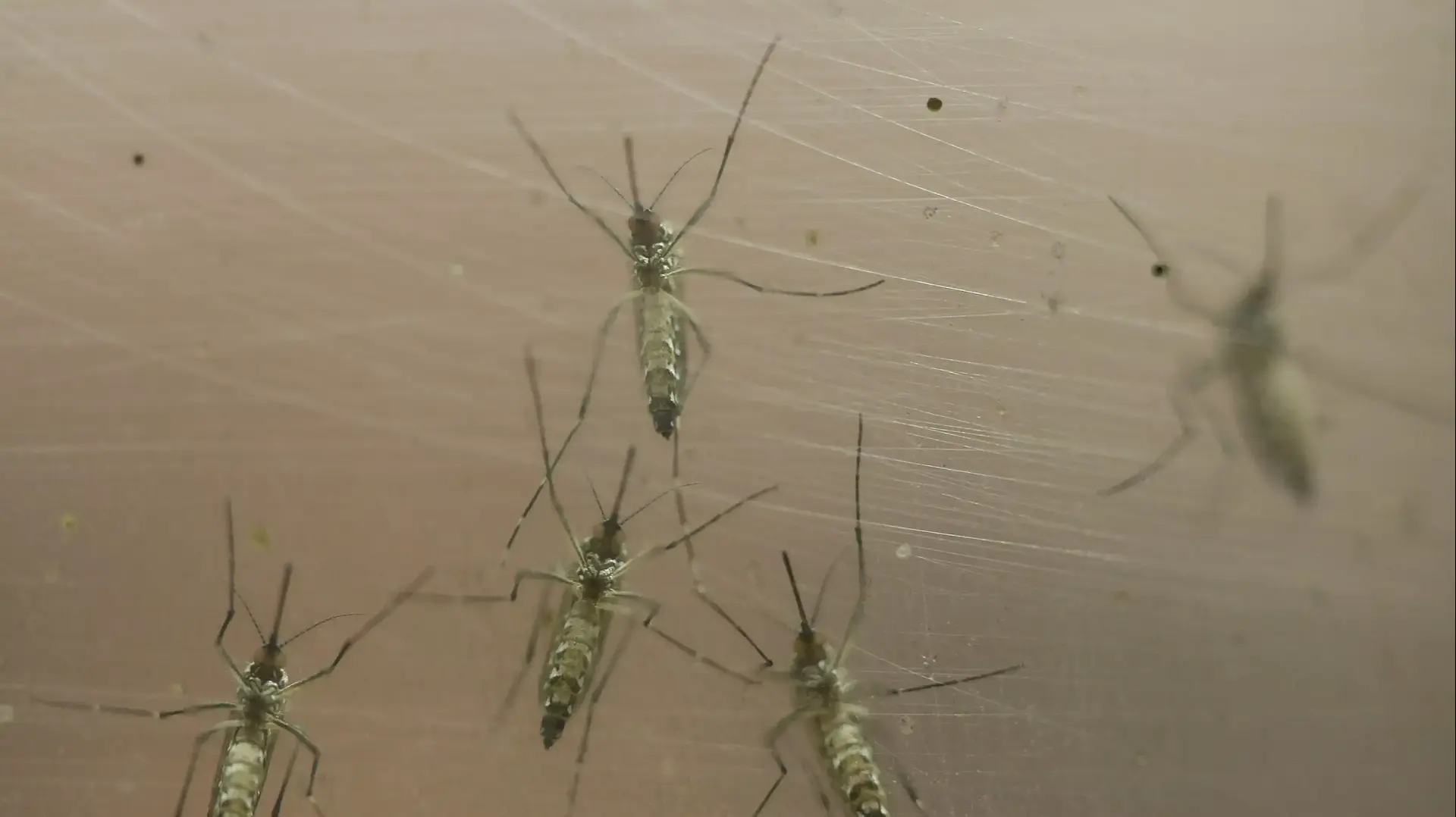 יתוש Aedes aegypti שאחראי להדבקה בווירוס הזיקה בברזיל ובדרום אמריקה