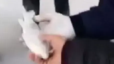 דג קפוא חוזר לחיים