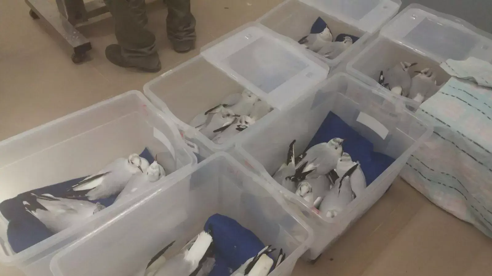 שחפים מקבלים טיפול רפואי בספארי ברמת גן שחפים מקבלים טיפול רפואי בספארי ברמת גן