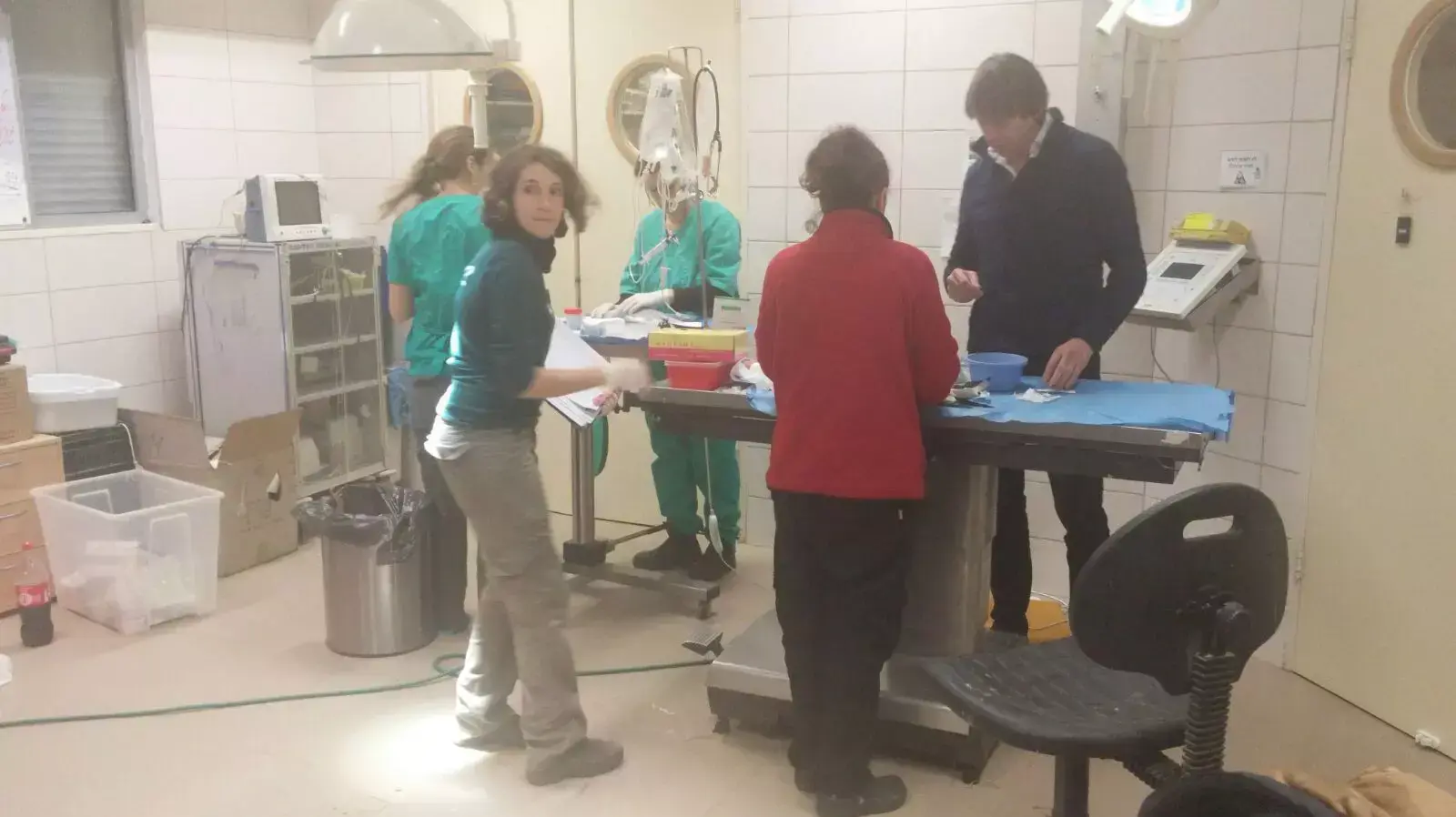 שחפים מקבלים טיפול רפואי בספארי ברמת גן שחפים מקבלים טיפול רפואי בספארי ברמת גן