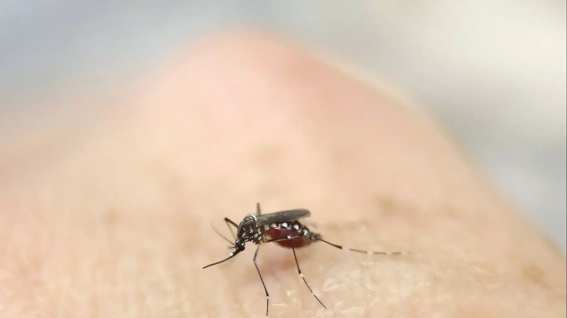 יתוש ממין אדס מצר המעביר את נגיף הזיקה במעבדת מחקר בקאלי, קולומביה, 29 בינואר 2016