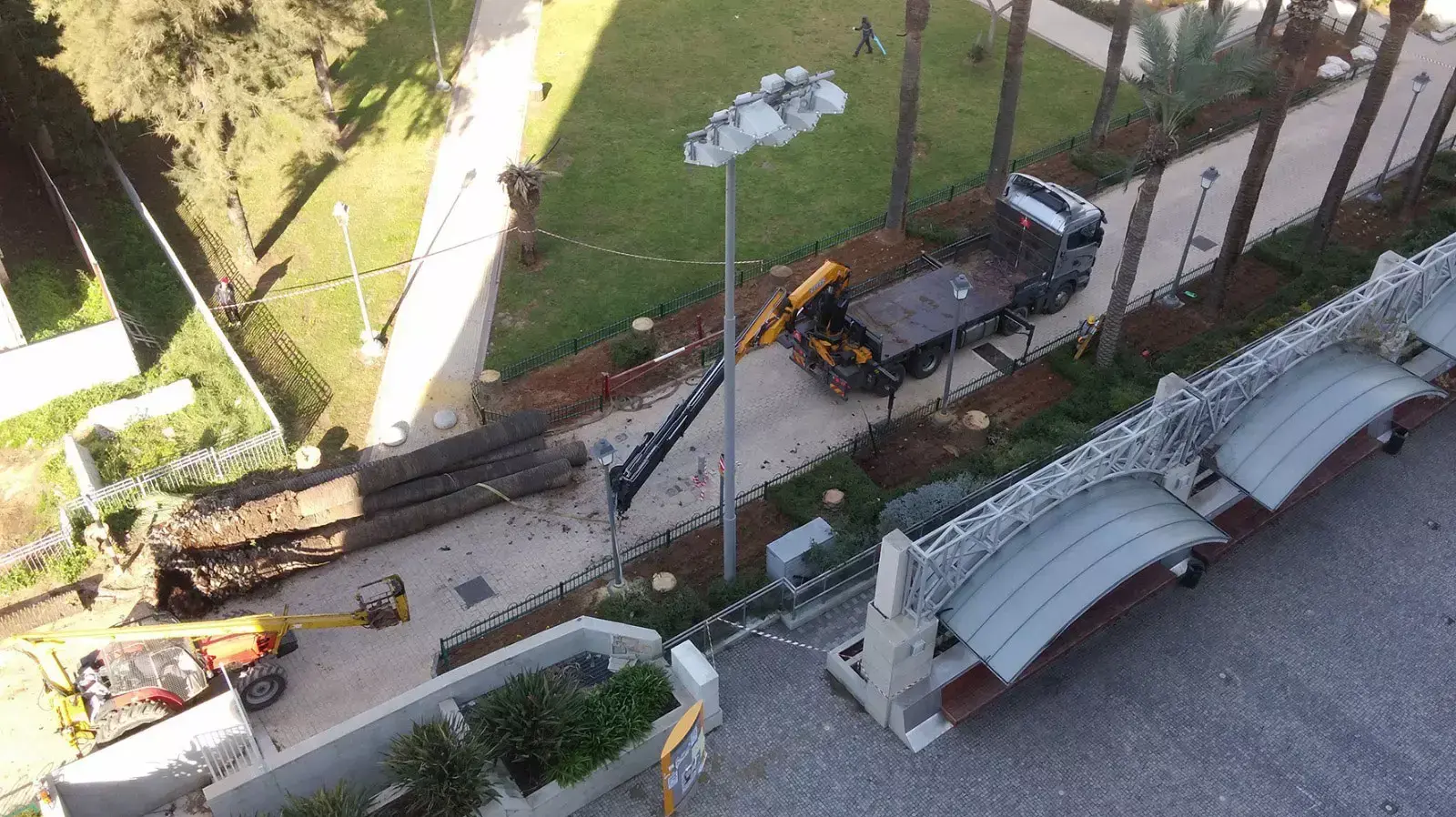 כריתת דקלים גן המושבה בראשון לציון כריתת דקלים גן המושבה בראשון לציון