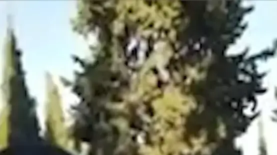 פעיל ימין התבקש להוריד את מכנסיו בבדיקה ביטחונית בכניסה לבית עלמין שבו היה הנשיא ריבלין פעיל ימין התבקש להוריד את מכנסיו בבדיקה ביטחונית בכניסה לבית עלמין שבו היה הנשיא ריבלין