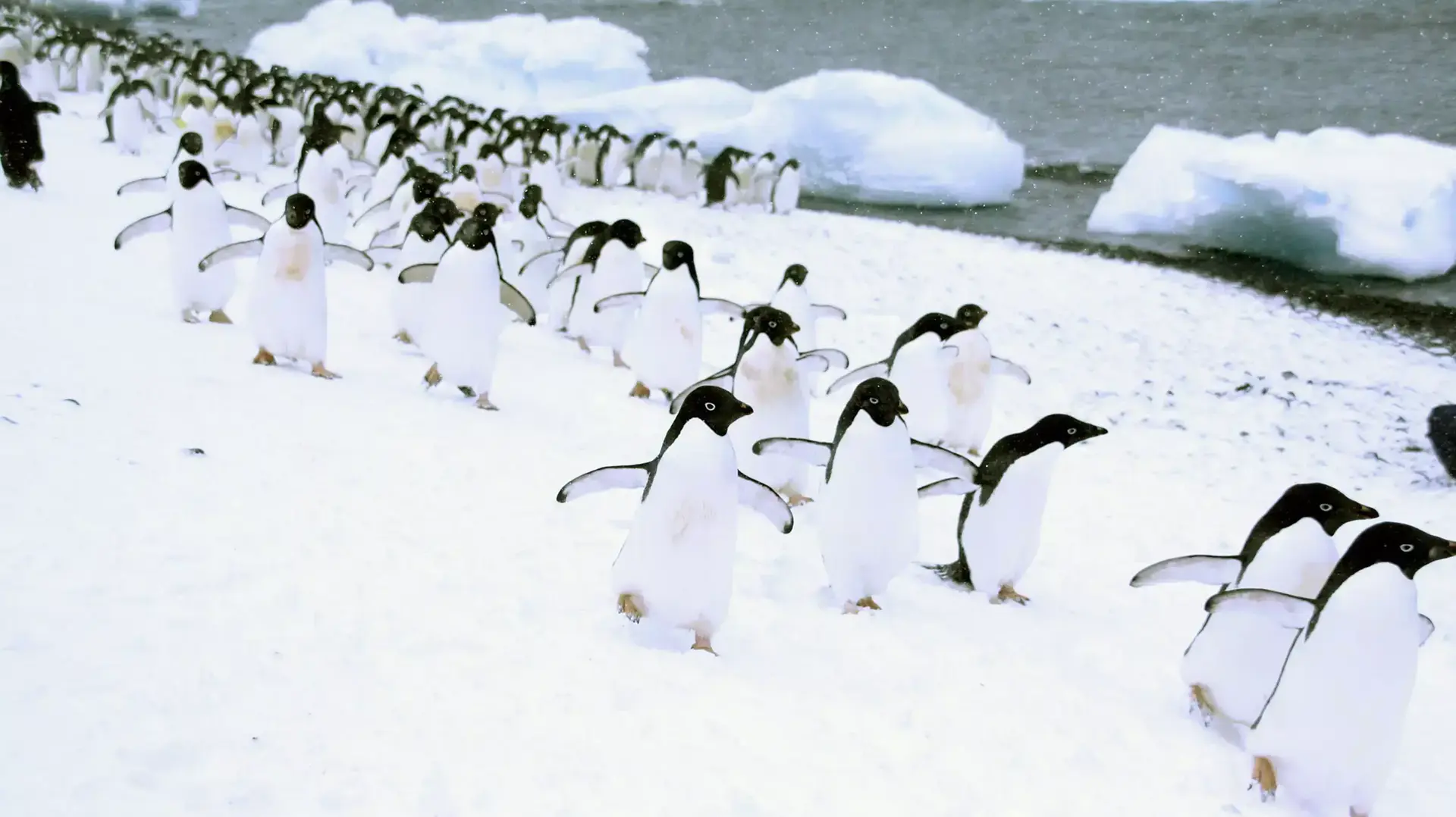 פינגווינים אדליים באנטרטיקה פינגווינים אדליים באנטרטיקה