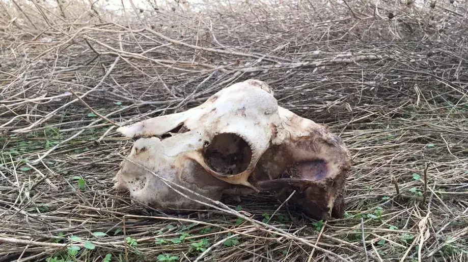שטח ליד הכלבייה העירונית בבית שאן שבו, לטענת פעילים למען בעלי חיים, קברה העיריה כלבים בניגוד לתקנות שטח ליד הכלבייה העירונית בבית שאן שבו, לטענת פעילים למען בעלי חיים, קברה העיריה כלבים בניגוד לתקנות