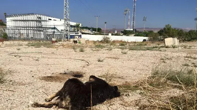 שטח ליד הכלבייה העירונית בבית שאן שבו, לטענת פעילים למען בעלי חיים, קברה העיריה כלבים בניגוד לתקנות שטח ליד הכלבייה העירונית בבית שאן שבו, לטענת פעילים למען בעלי חיים, קברה העיריה כלבים בניגוד לתקנות