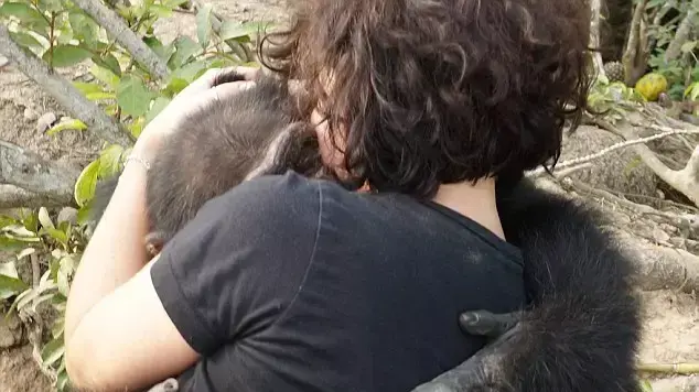 שימפנזה