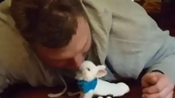 ארנב נכה ארנב נכה