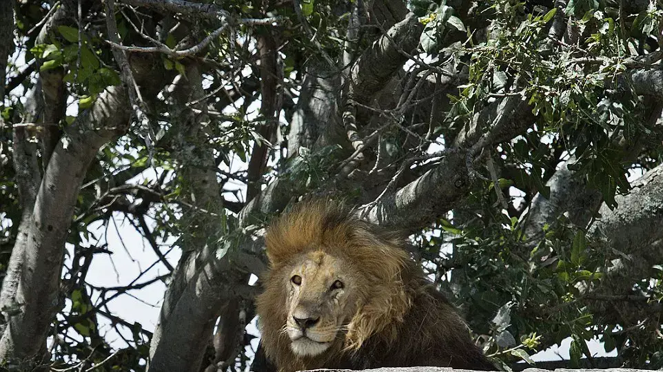 אריה בטבע אריה בטבע