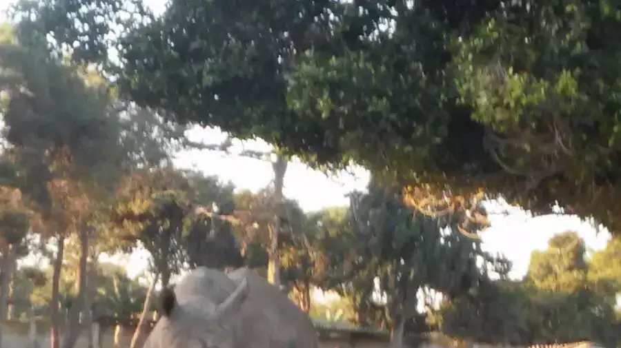 הקרנף טיבור בן 8 וחצי יצא היום, יום א' לפני כשעה (בשעה 16:40) משער הספארי והוכנס תוך דקות אחדות בחזרה. הקרנף טיבור בן 8 וחצי יצא היום, יום א' לפני כשעה (בשעה 16:40) משער הספארי והוכנס תוך דקות אחדות בחזרה.
