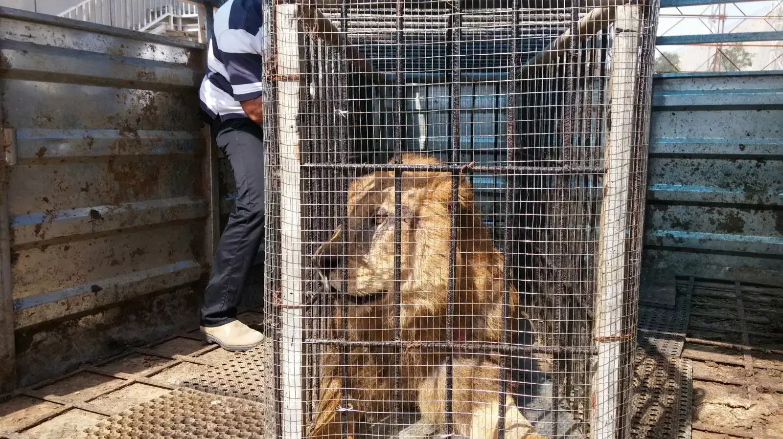 מבצע "האריה מארז", העברת אריה מגן החיות בעזה לגן החיות הסמוך לטול כרם, ביהודה ושומרון. מרץ 201 מבצע "האריה מארז", העברת אריה מגן החיות בעזה לגן החיות הסמוך לטול כרם, ביהודה ושומרון. מרץ 201