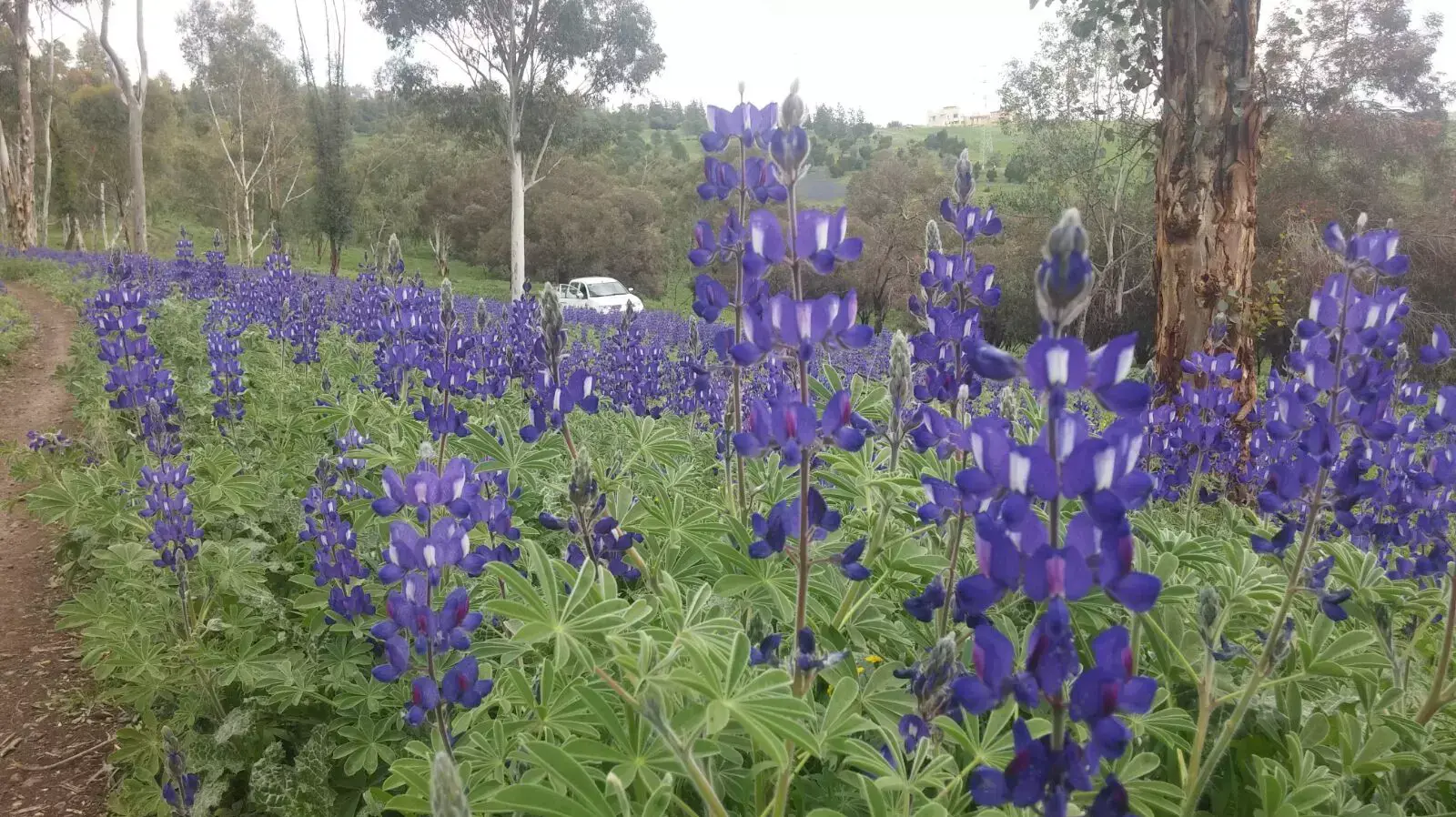 תורמוסים ביער גבעת המורה תורמוסים ביער גבעת המורה