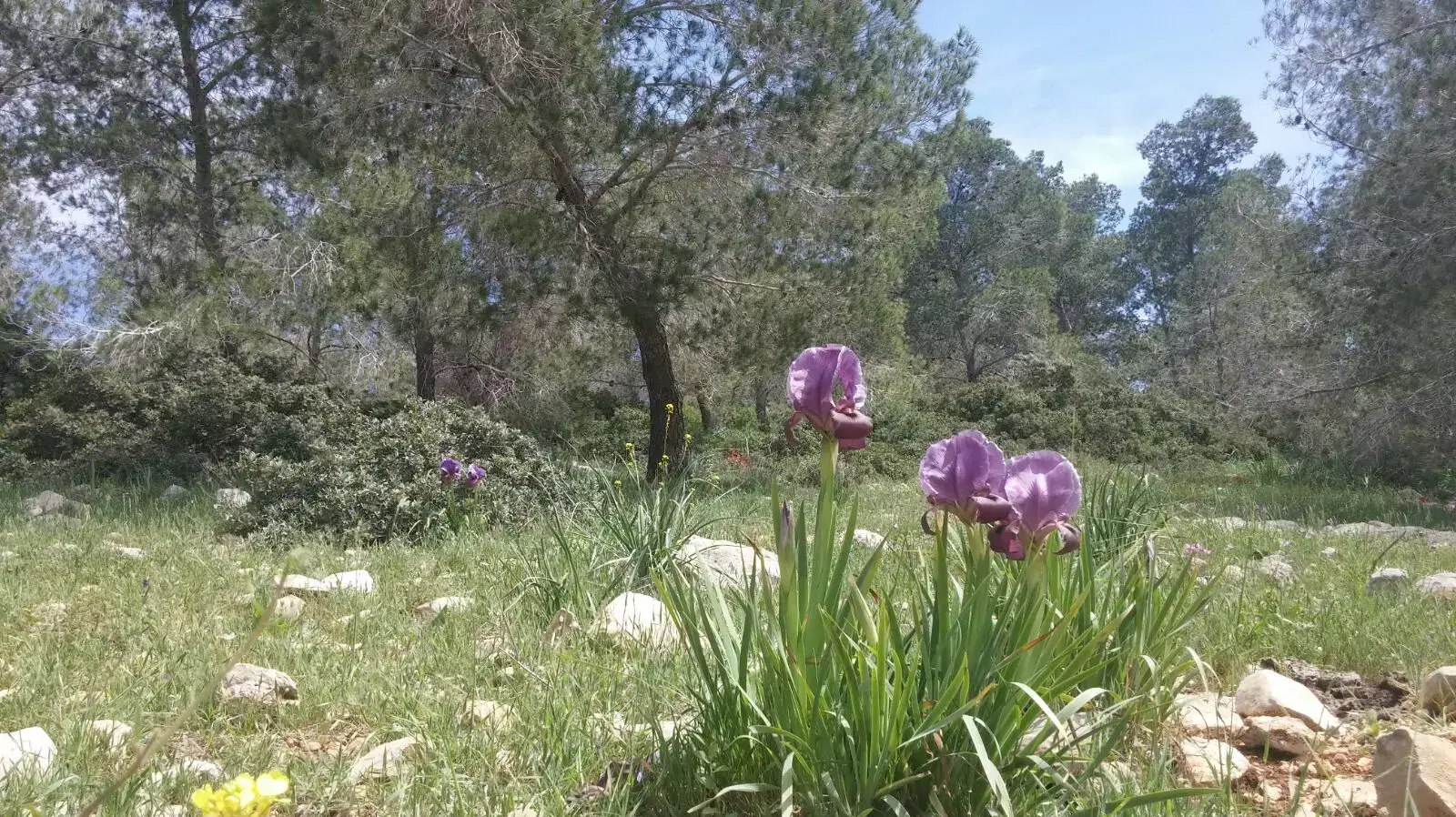 אירוס ביער גלבוע אירוס ביער גלבוע