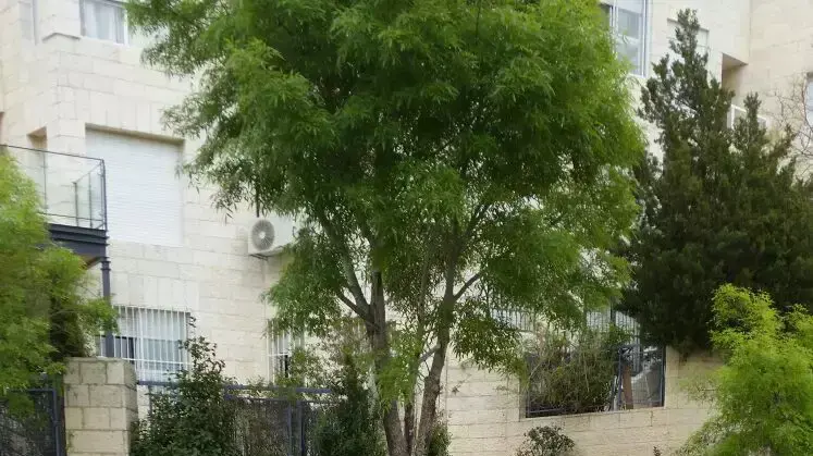 אירוע חומרים מסוכנים ברחוב דולצ'ין בשכונת משואה שבירושלים 13 מרץ 2016