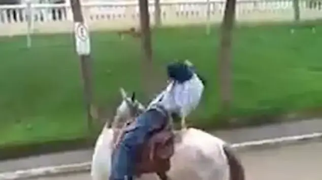 רוכב שיכור על סוס