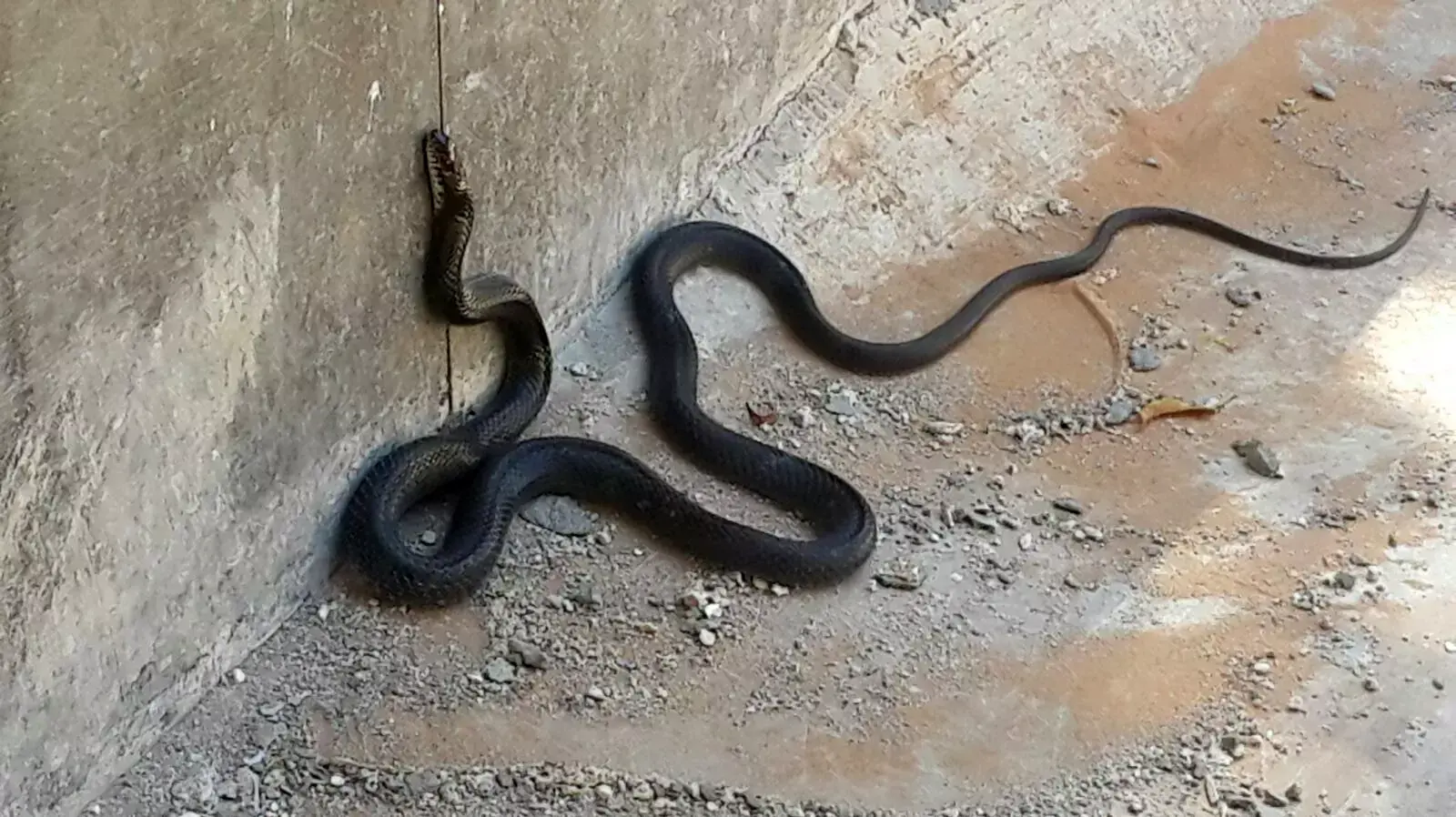 זעמן שחור בוגר