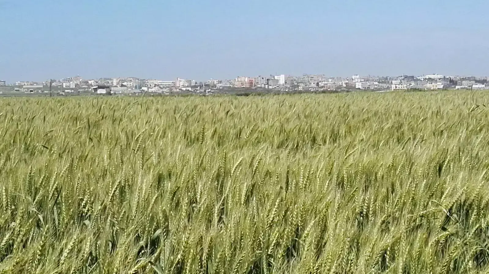 שדות חיטה בקרבת עוטף עזה שדות חיטה בקרבת עוטף עזה