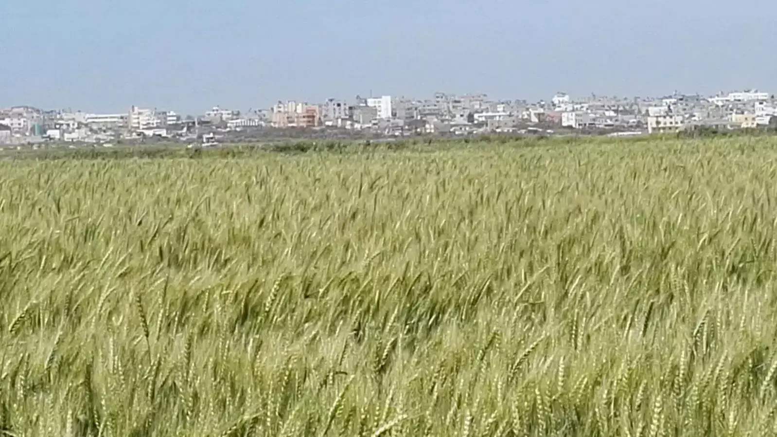 שדות חיטה בקרבת עוטף עזה
