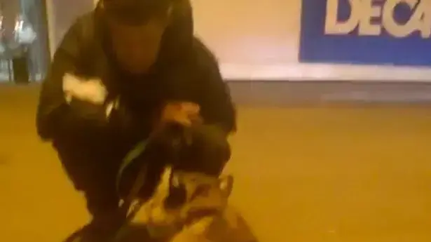 נמר שבעליו בקרקס לקח לקניון