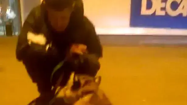 מישהו לקח נמר עם רצועה לקניון מישהו לקח נמר עם רצועה לקניון