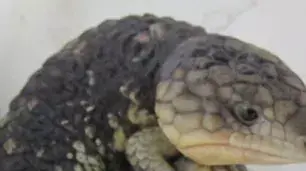 לטאה עם שני ראשים לטאה עם שני ראשים