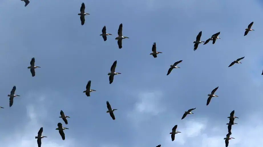 עגורים ושקנאים בנדידה יער האילנות השרון 19 מרץ 2016 עגורים ושקנאים בנדידה יער האילנות השרון 19 מרץ 2016